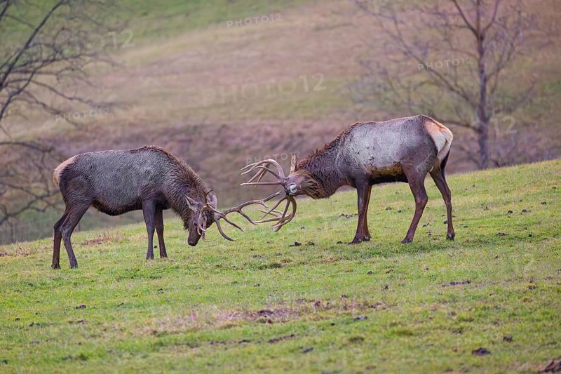 Two Altai maral stags, Altai wapiti or Altai elk (Cervus canadensis sibiricus) fighting each other on a meadow