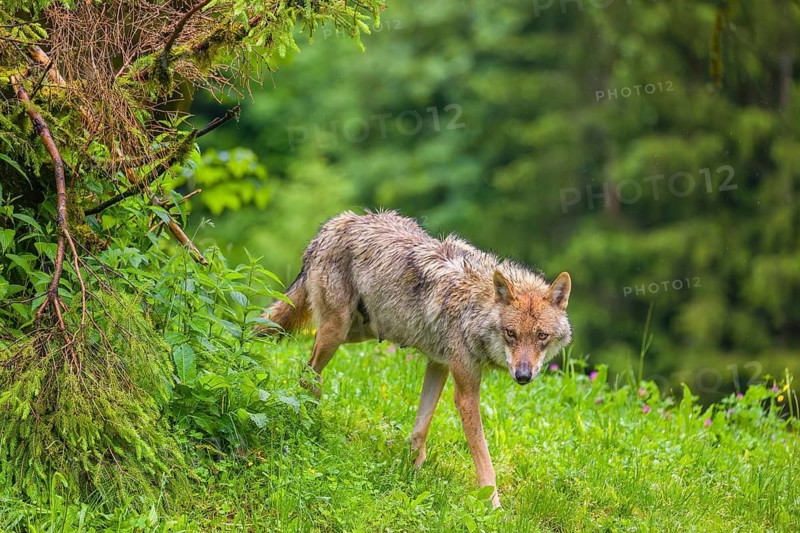 A female Eurasian gray wolf (Canis lupus lupus) stands on a hill. Fresh green vegetation is all around her