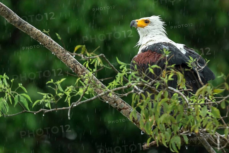 African Fish Eagle (Haliaeetus vocifer) perched on a branch in rain, Murchinson Falls National Park, Uganda