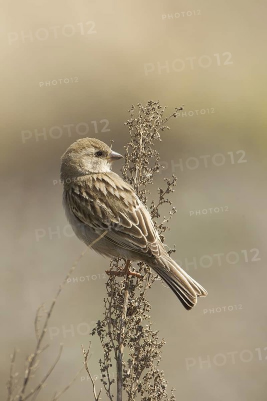 Dead Sea Sparrow (Passer moabiticus) female, Turkey