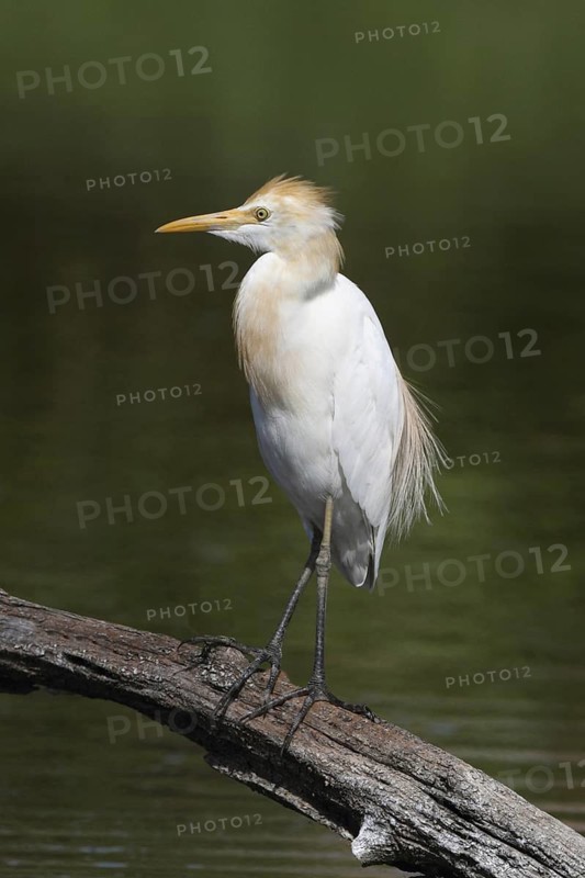 Eastern Cattle Egret (Bubulcus coromandus), Penang, Malaysia