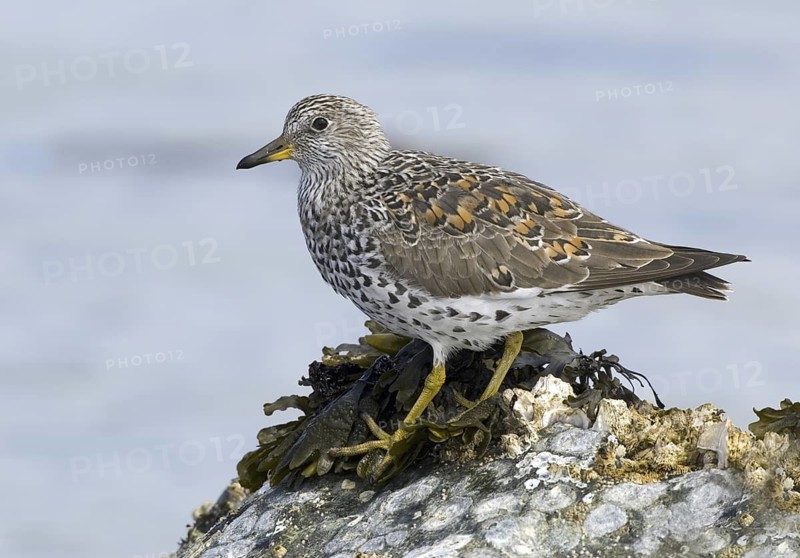 Surfbird (Calidris virgata), British Columbia, Canada