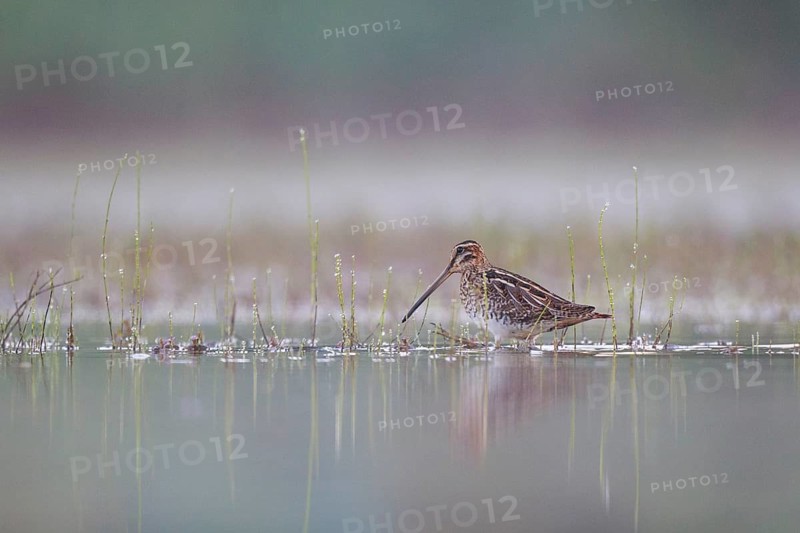 Common Snipe (Gallinago gallinago) foraging, North Rhine-Westphalia, Germany