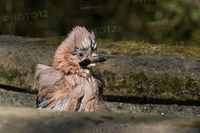 A bathing jay (Garrulus glandarius), Hesse, Germany