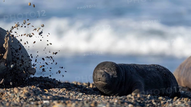 Southern elephant seal (Mirounga leonina), young animal lying on a pebble beach with its eyes closed, while an adult animal is kicking up stones in the background, Península Valdés, Patagonia, Argentina