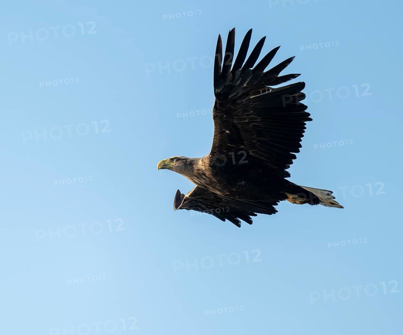 White-tailed eagle (Haliaeetus albicilla) in flight looking for food, blue sky, Lower Saxony, Germany