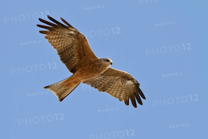Black Kite (Milvus migrans) flying, Australia