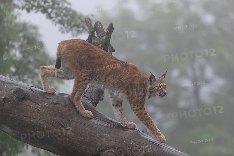 One Eurasian lynx, (Lynx lynx), walking down on a fallen tree in dense fog. Side view with green forest in the background