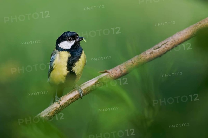 Great tit with food (Parus major) Lower Saxony, Germany