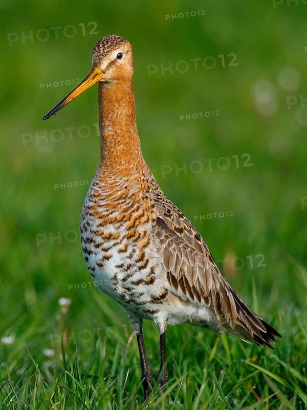 Black-tailed Godwit (Limosa limosa) foraging, Netherlands