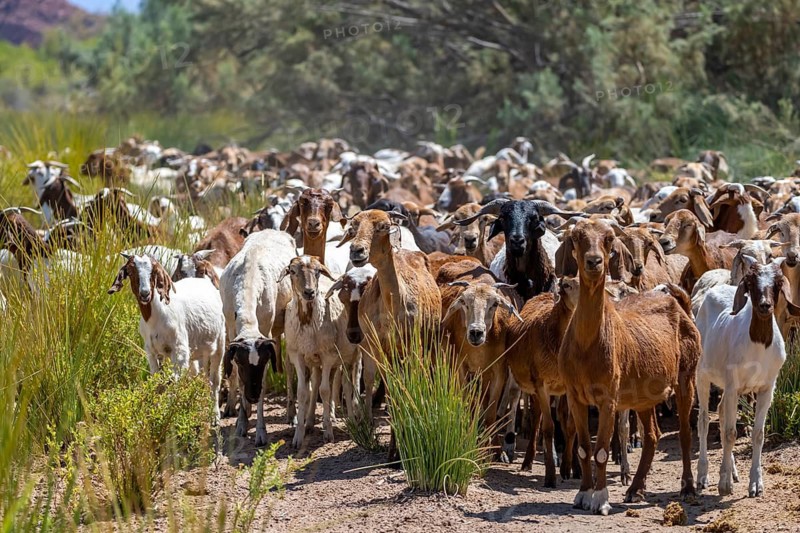 Herd of goats, in the green Ugab river valley, Damaraland, Erongo, Namibia