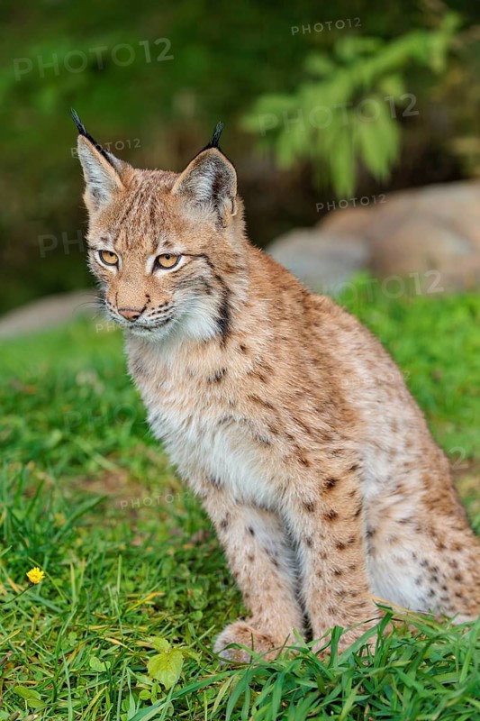 A young Eurasian lynx (Lynx lynx) sits on a green meadow