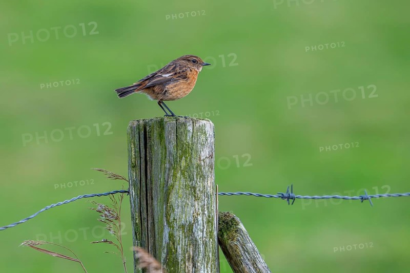 European stonechat (Saxicola rubicola / Motacilla rubicola) female perched on wooden fence post along meadow in winter
