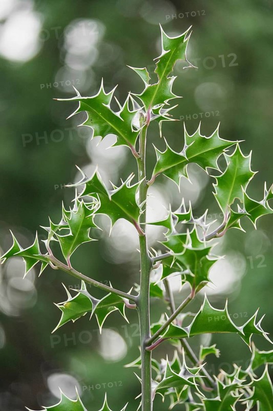 Detailed close up of vibrant green holly leaves with sharp, pointed edges. The blurred background enhances the focus on the intricate leaf patterns