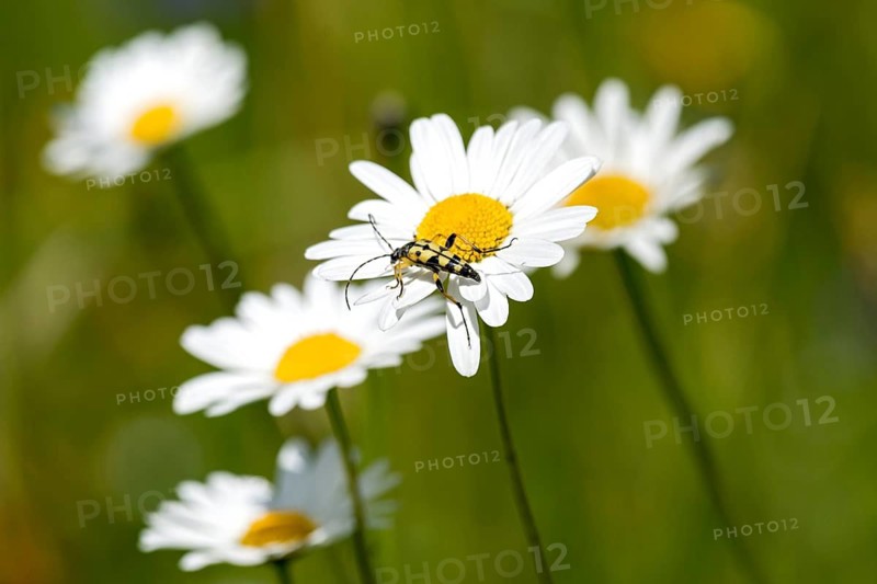 Flowering daisies (Leucanthemum) with longhorn beetle, spotted longhorn beetle (Rutpela maculata) in wild, natural flower meadow, Germany