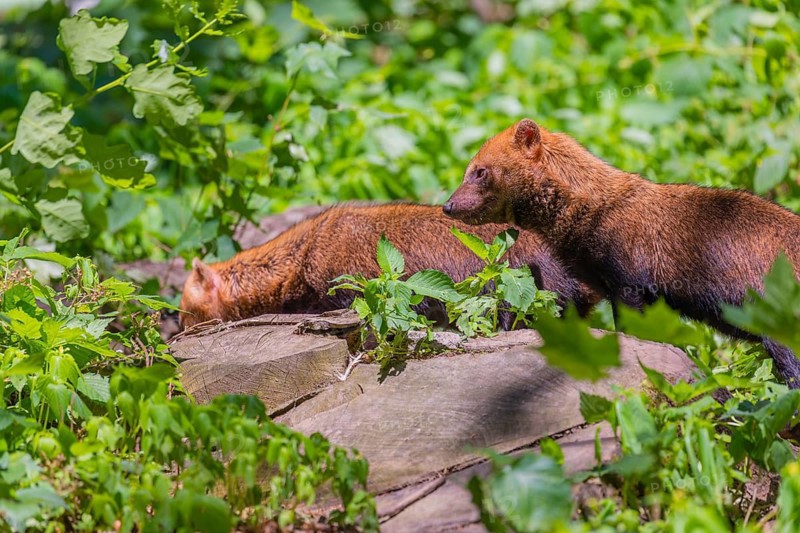 Two Bush dogs (Speothos venaticus) walking thru lush green vegetation on hilly ground in a forest. Near threatened