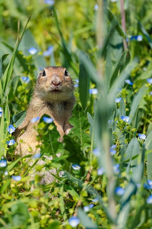 A fully grown ground squirrel (Spermophilus citellus) stands upright on a sunny day in a green meadow with tall vegetation, watching its surroundings intently. Austria
