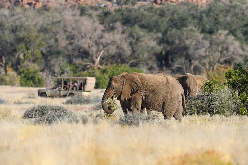 Tourists watching desert elephants (Loxodonta africana) in the Ugab dry river, Damaraland, Kunene region, Namibia