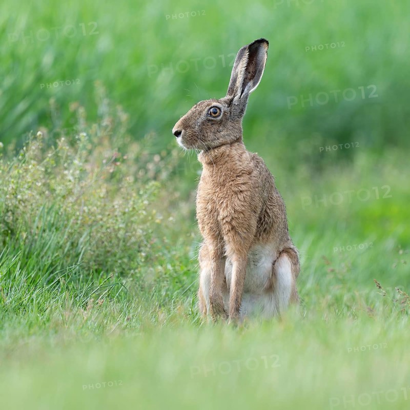 European hare (Lepus europaeus) sitting on a dirt track and looking attentively, wildlife, Thuringia, Germany