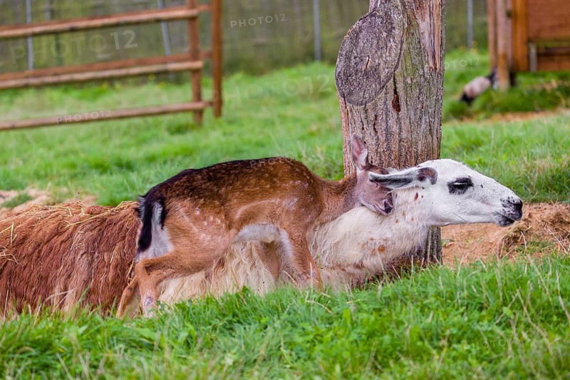 A female Llama (Lama guama) and a Red deer calf (Cervus elaphus) being friends