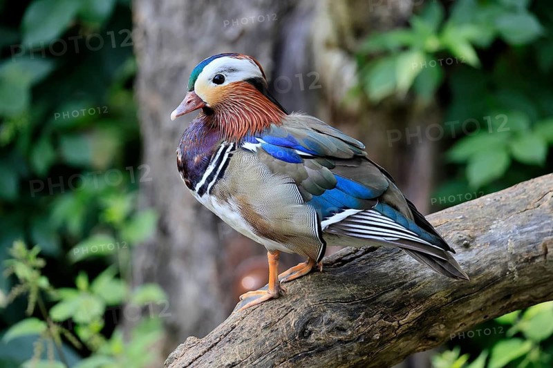 Mandarin duck (Aix galericulata), adult, male, on tree, Germany