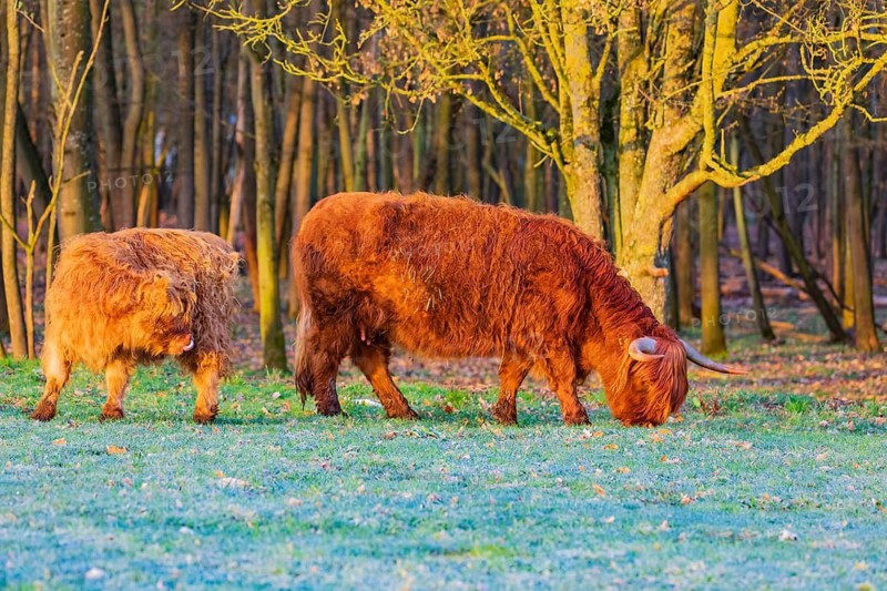 One Highland cow (Bos (primigenius) taurus) and her calf stand at a forest edge