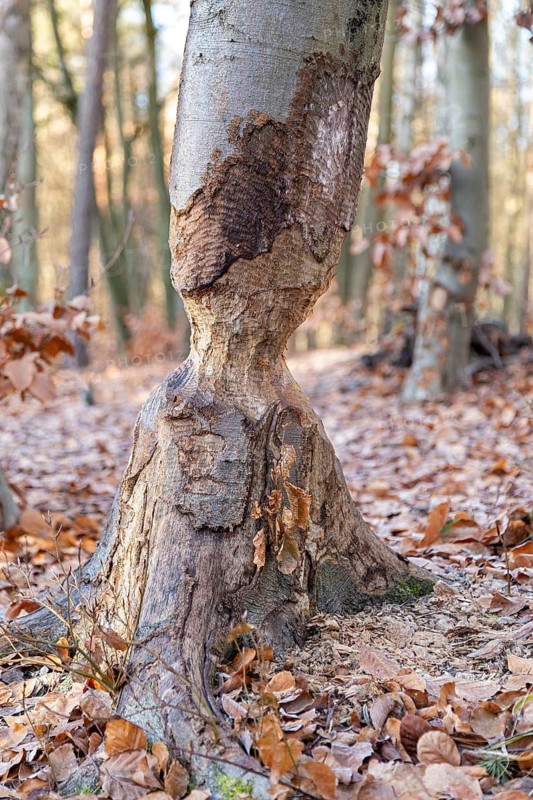 Tree bit by beaver near Spechthausen, Brandenburg, Germany