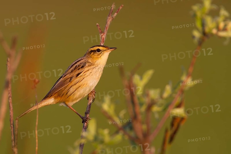 Aquatic Warbler - Seggenrohrsänger - Acrocephalus paludicola, Poland