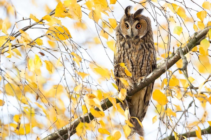 Long-eared Owl (Asio otus) perched in a birch tree, Rhineland-Palatinate, Germany