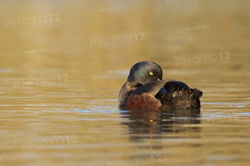 New Zealand Scaup (Aythya novaeseelandiae) male, New Zealand