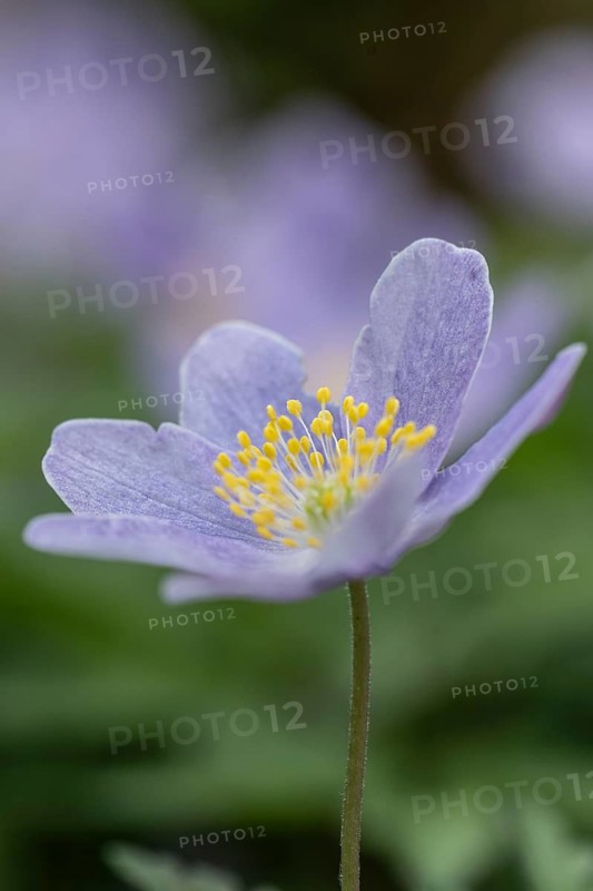 Blue Wood anemone (Anemone nemorosa Royal Blue), Emsland, Lower Saxony, Germany