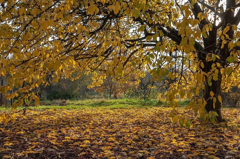 Large cherry tree with yellow foliage covering the ground and casting shade, Palatinate, Rhineland-Palatinate, Germany