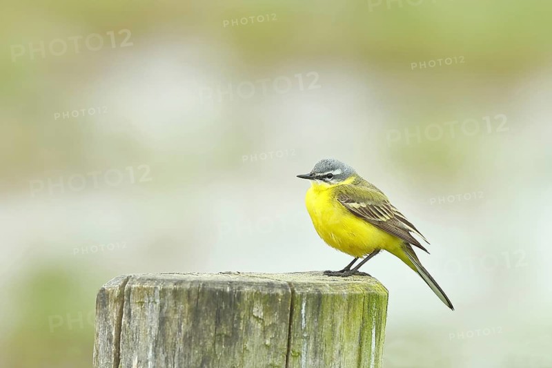 Yellow wagtail (Motacilla flava), on a pasture fence post, Dümmer, Lake Dümmer, Ochsenmoor, Hüde, Lower Saxony, Germany