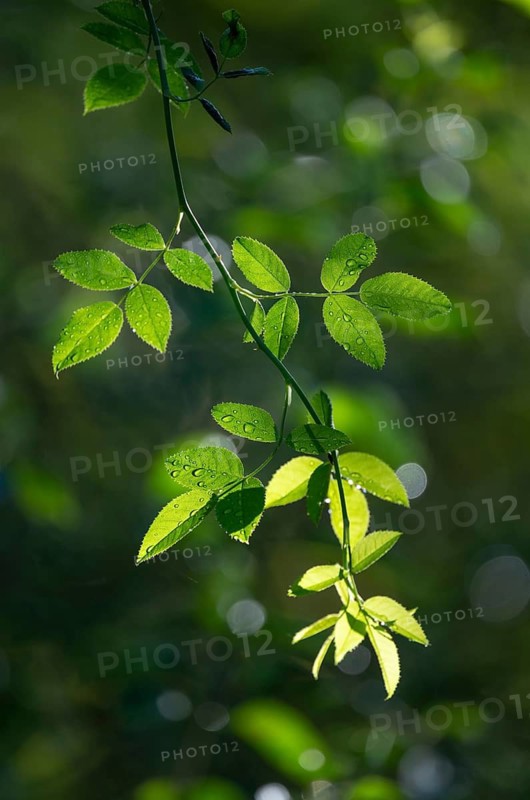 Dog rose (Rosa canina), leaves against the light, Thuringia, Germany