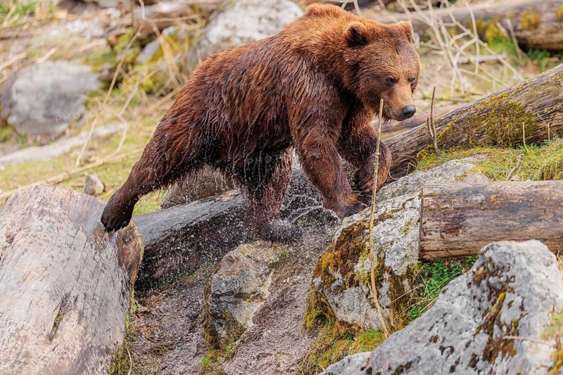A young male brown bear (Ursus arctos arctos), soaked from bathing in a stream, runs over hilly terrain past rocks and rotting tree trunks
