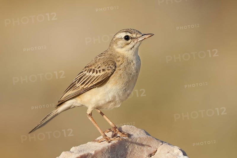 Tawny Pipit (Anthus campestris), North Dalmatia, Croatia