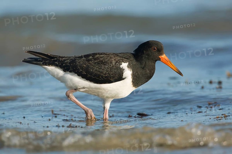 Pied Oystercatcher (Haematopus longirostris) juvenile foraging at shoreline, Victoria, Australia
