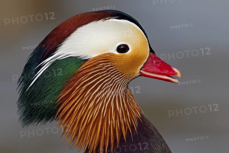 Mandarin Duck (Aix galericulata) male, Baden-Wuerttemberg, Germany