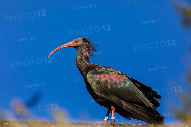 A Northern Bald Ibis, Hermit Ibis, Geronticus eremita sits on a fence, blue sky in the background
