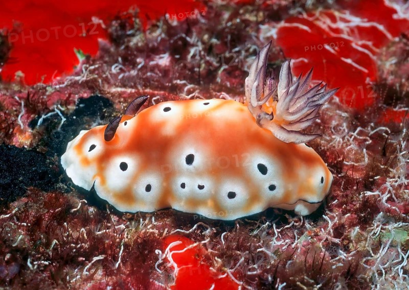 Leopard star snail (Chromodoris leopardus) Nudibranch, shell-less marine snail has antennae on the left and gills extended on the right, hind gills, Andaman Sea, Indian Ocean, Thailand