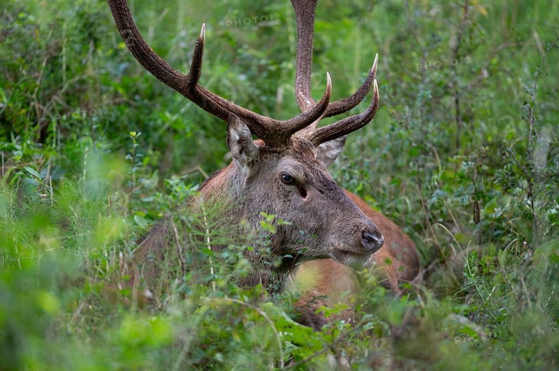 Red deer (Cervus elaphus), Red deer, portrait of resting capital mountain deer in the rutting season