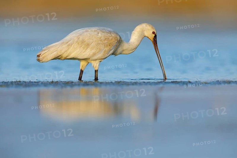 Spoonbill, (Platalea leucorodia), Floating Hide fixed, Tiszaalpár, Kiskunsági National Park, Bács-Kiskun, Hungary