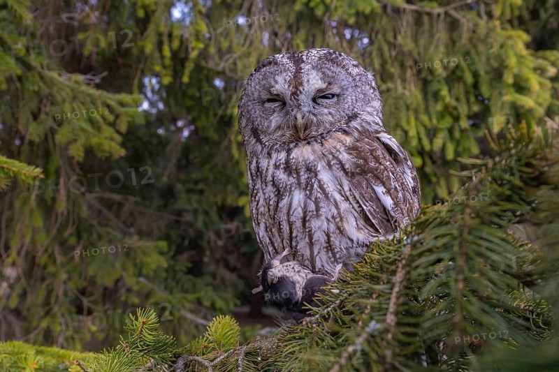 One tawny owl or brown owl (Strix aluco) sitting on a branch of a spruce tree, feeding on a mouse