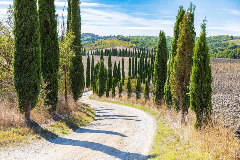 Avenue of cypress trees (Cupressus sempervirens) near Siena, Tuscany, Italy
