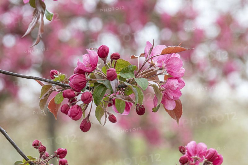 Ornamental apple (Malus 'Rudolph'), Anchers Havecenter, Ditfurt, Saxony-Anhalt, Germany