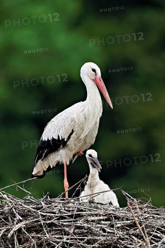 White stork (Ciconia ciconia), adult with chicks standing on eyrie, Canton Aargau, Switzerland