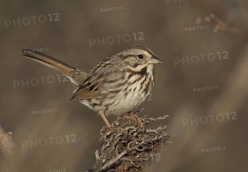 Song Sparrow (Melospiza melodia), Ohio, USA