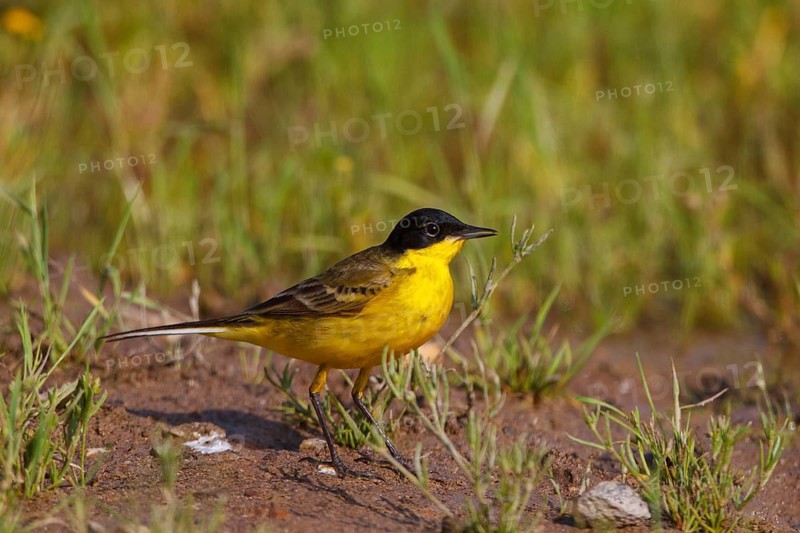 Western Yellow Wagtail (Motacilla flava feldegg), Greece