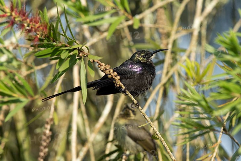 Tacazze Sunbird (Nectarinia tacazze tacazze) male perched on a branch, Kafa, Ethiopia