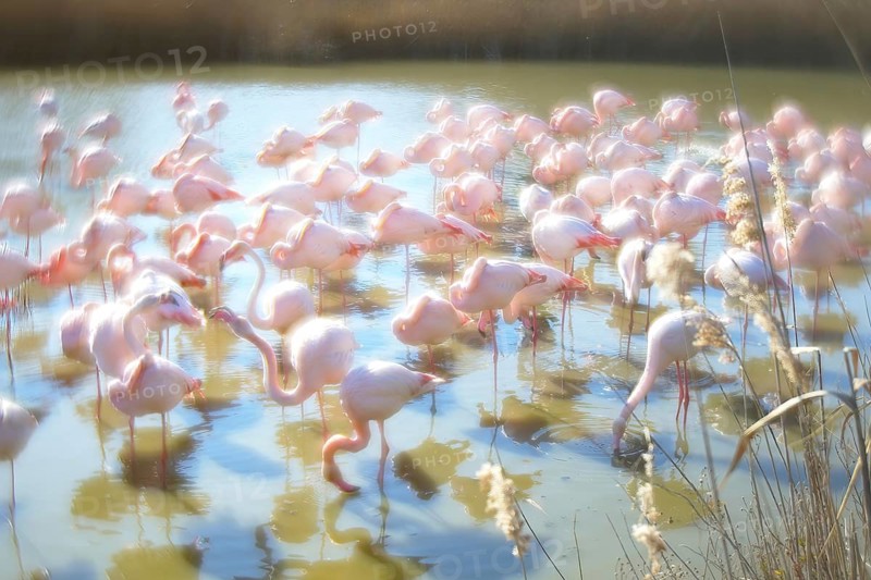 A serene scene capturing pink flamingos at their nuptial stop in the shallow waters of Camargue, France. The image dynamically shows the graceful birds interacting and feeding in their natural habitat, highlighted by soft natural lighting